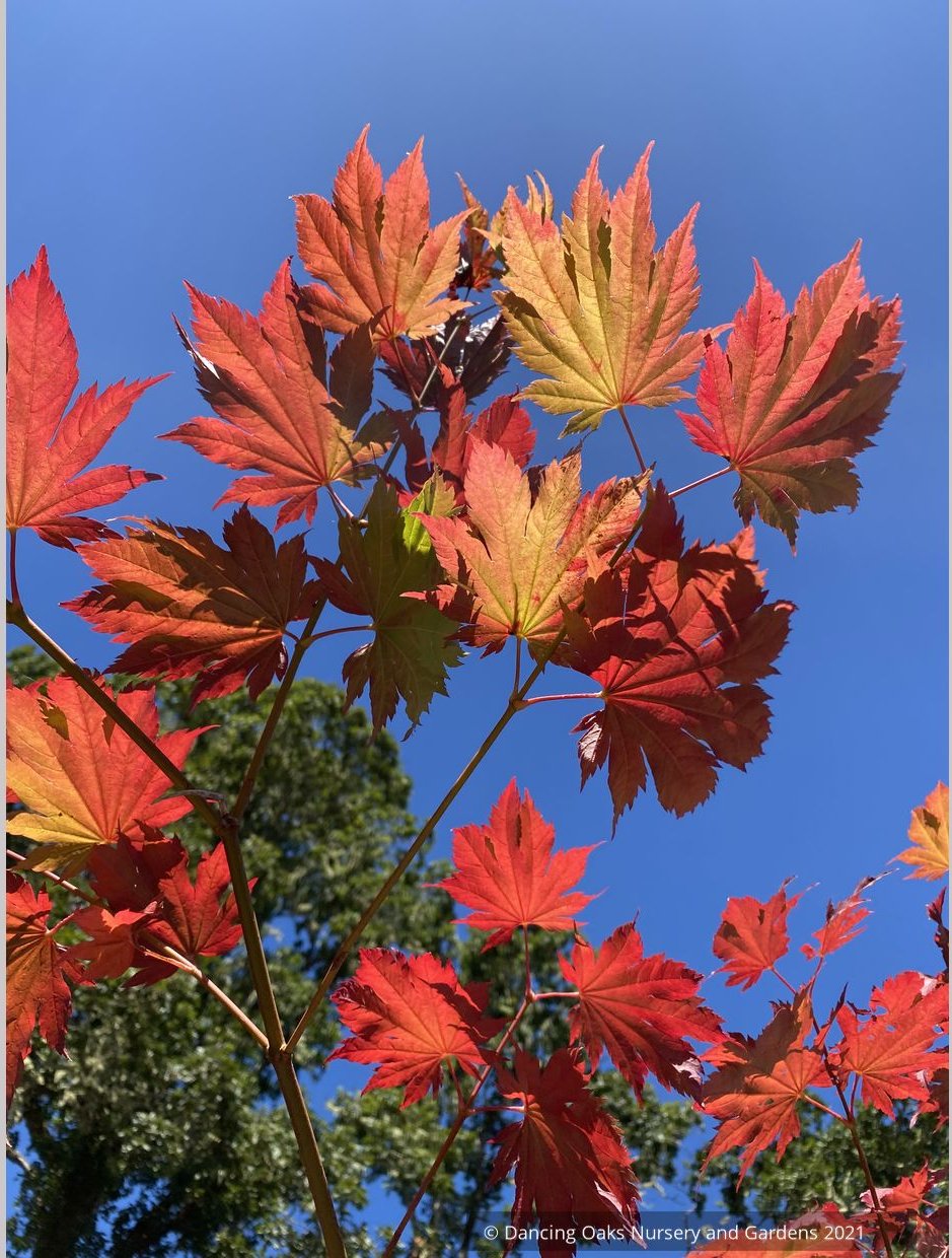 Trees ~ Japanese Maples~Acer japonicum 'Emmett's Pumpkin' ~ Dancing Oaks Nursery and Gardens ~ Retail Nursery ~ Mail Order Nursery