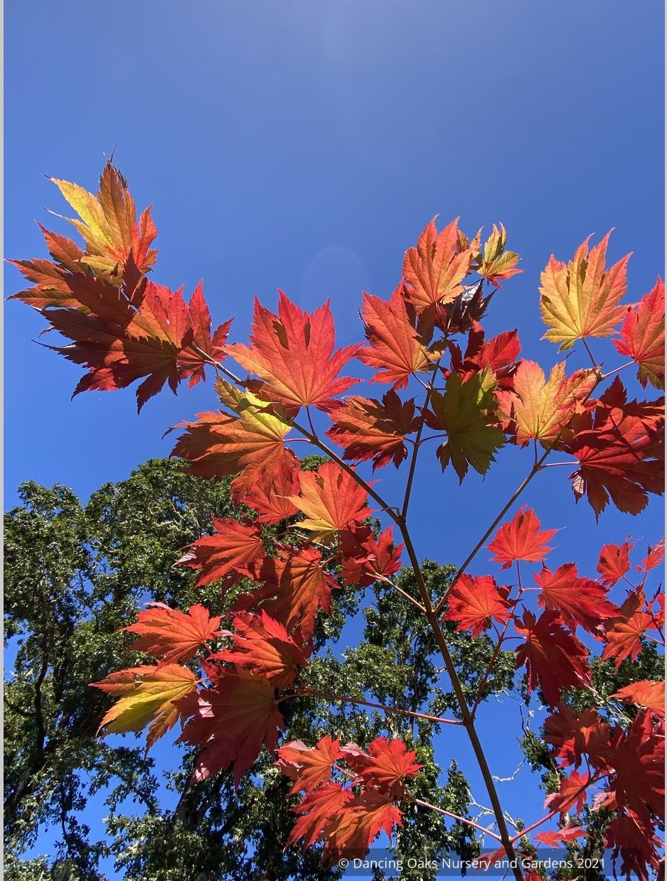 Trees ~ Japanese Maples~Acer japonicum 'Emmett's Pumpkin' ~ Dancing Oaks Nursery and Gardens ~ Retail Nursery ~ Mail Order Nursery