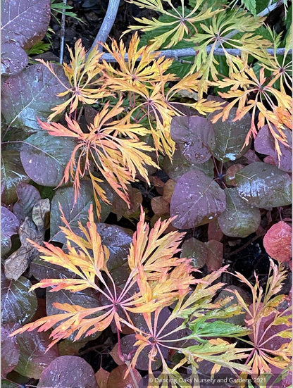 Trees ~ Acer japonicum 'Oregon Fern', Japanese Maple ~ Dancing Oaks Nursery and Gardens ~ Retail Nursery ~ Mail Order Nursery