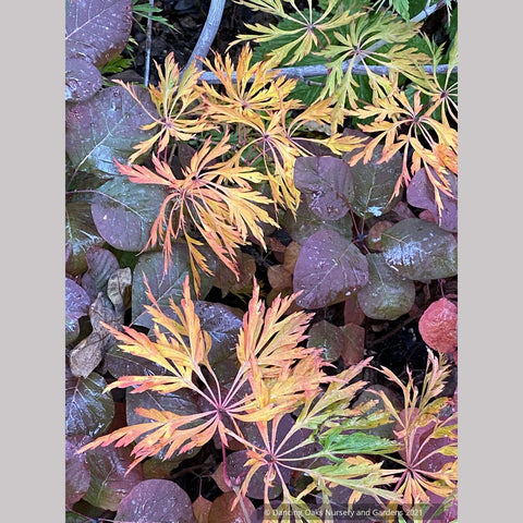 Acer japonicum 'Oregon Fern', Japanese Maple