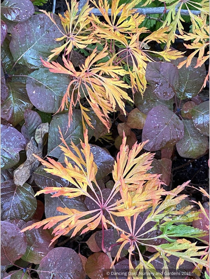 Trees ~ Acer japonicum 'Oregon Fern', Japanese Maple ~ Dancing Oaks Nursery and Gardens ~ Retail Nursery ~ Mail Order Nursery