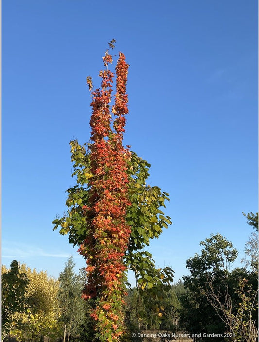 Trees ~ Acer saccharum 'Newton Sentry', Columnar Sugar Maple ~ Dancing Oaks Nursery and Gardens ~ Retail Nursery ~ Mail Order Nursery