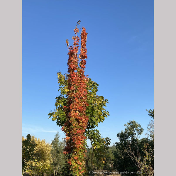 Acer saccharum 'Newton Sentry', Columnar Sugar Maple – Dancing