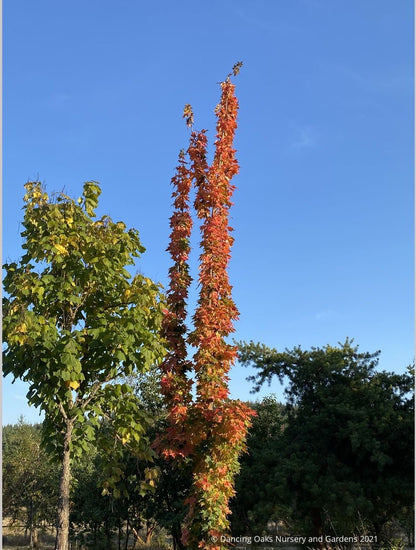 Acer saccharum 'Newton Sentry', Columnar Sugar Maple