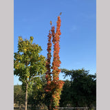 Acer saccharum 'Newton Sentry', Columnar Sugar Maple