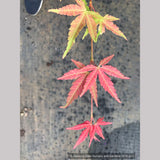 Trees ~ Acer palmatum 'Wildfire', Japanese Maple ~ Dancing Oaks Nursery and Gardens ~ Retail Nursery ~ Mail Order Nursery