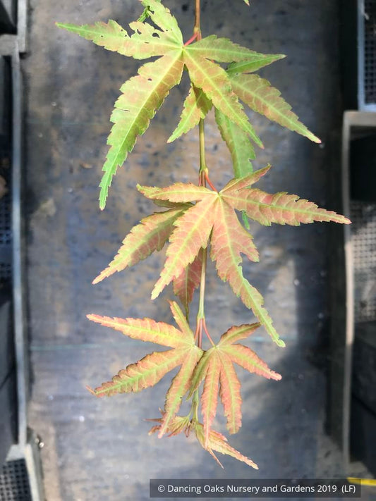 Trees ~ Acer palmatum 'Wildfire', Japanese Maple ~ Dancing Oaks Nursery and Gardens ~ Retail Nursery ~ Mail Order Nursery