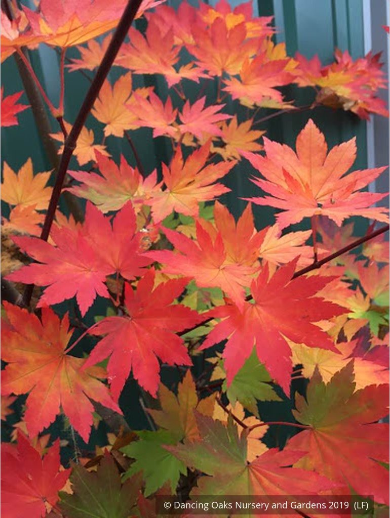 Trees ~ Acer japonicum 'O-isami', Japanese Maple ~ Dancing Oaks Nursery and Gardens ~ Retail Nursery ~ Mail Order Nursery