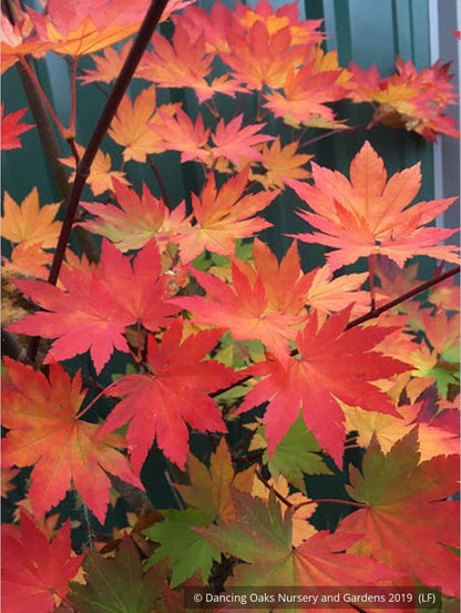 Trees ~ Acer japonicum 'O-isami', Japanese Maple ~ Dancing Oaks Nursery and Gardens ~ Retail Nursery ~ Mail Order Nursery