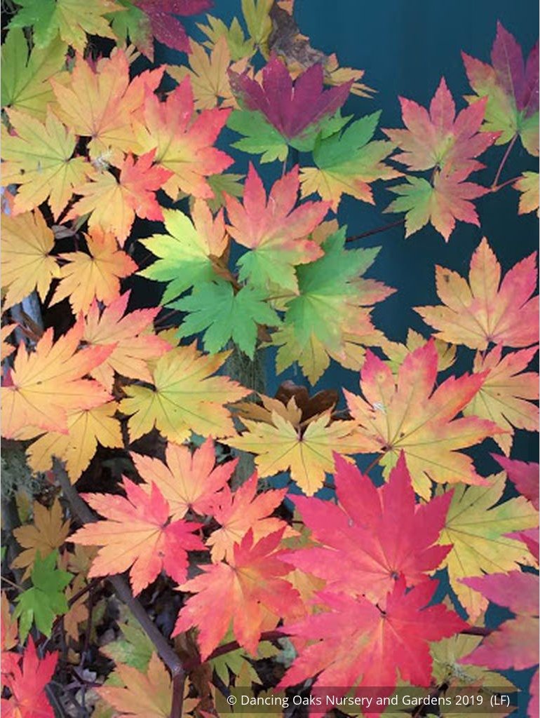 Trees ~ Acer japonicum 'O-isami', Japanese Maple ~ Dancing Oaks Nursery and Gardens ~ Retail Nursery ~ Mail Order Nursery