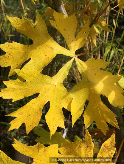 Trees ~ Acer macrophyllum 'Kimballiae', Cutleaf Bigleaf Maple ~ Dancing Oaks Nursery and Gardens ~ Retail Nursery ~ Mail Order Nursery