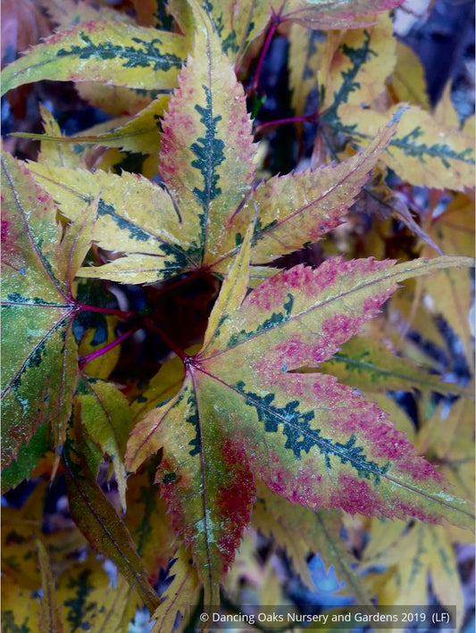 Trees ~ Acer 'Japanese Princess', Dwarf Japanese Maple ~ Dancing Oaks Nursery and Gardens ~ Retail Nursery ~ Mail Order Nursery