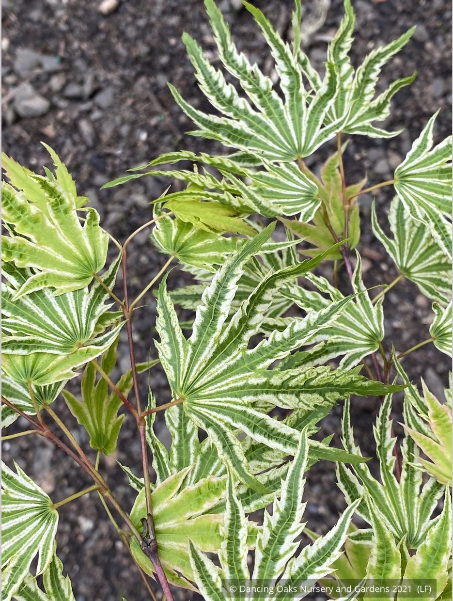 Trees ~ Acer palmatum 'Yama Nishiki', Snow Peak Japanese Maple ~ Dancing Oaks Nursery and Gardens ~ Retail Nursery ~ Mail Order Nursery