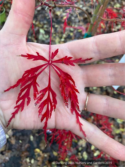 Trees ~ Acer palmatum 'Hana Matoi', Dissected Japanese Maple ~ Dancing Oaks Nursery and Gardens ~ Retail Nursery ~ Mail Order Nursery