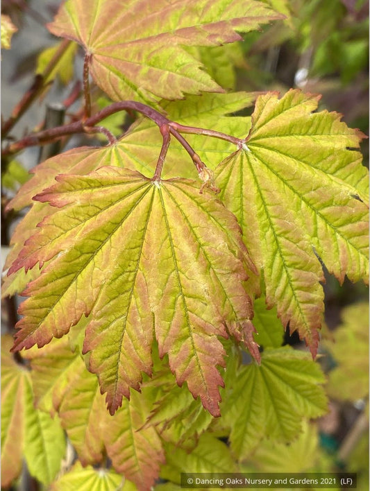 Trees ~ Acer circinatum 'Sunny Sister', Dwarf Vine Maple ~ Dancing Oaks Nursery and Gardens ~ Retail Nursery ~ Mail Order Nursery