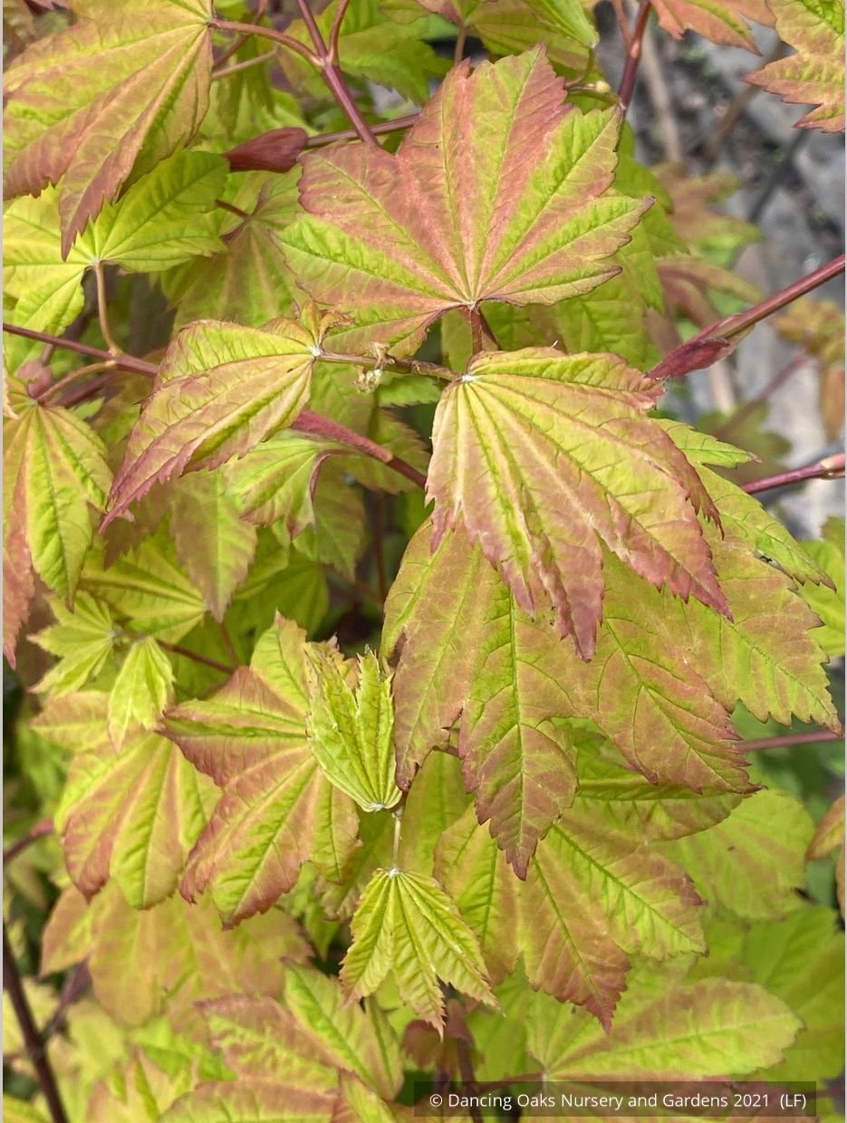 Trees ~ Acer circinatum 'Sunny Sister', Dwarf Vine Maple ~ Dancing Oaks Nursery and Gardens ~ Retail Nursery ~ Mail Order Nursery