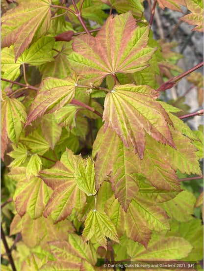 Trees ~ Acer circinatum 'Sunny Sister', Dwarf Vine Maple ~ Dancing Oaks Nursery and Gardens ~ Retail Nursery ~ Mail Order Nursery