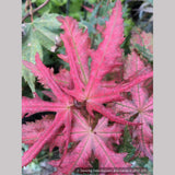 Trees ~ Acer palmatum 'Celebration', Japanese Maple ~ Dancing Oaks Nursery and Gardens ~ Retail Nursery ~ Mail Order Nursery