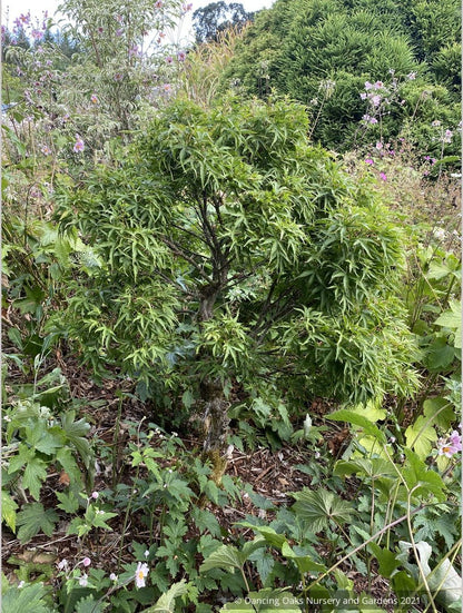 Acer palmatum - Dancing Oaks Selection, Dwarf Japanese Maple