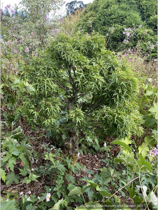 Acer palmatum - Dancing Oaks Selection, Dwarf Japanese Maple