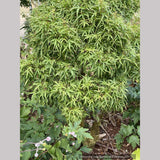 Acer palmatum - Dancing Oaks Selection, Dwarf Japanese Maple