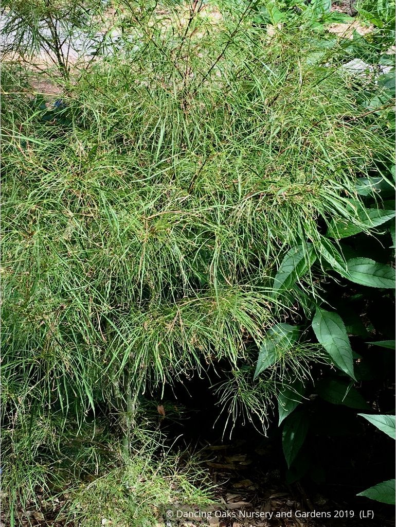 Trees ~ Acer palmatum 'Fairy Hair', Fairy Hair Japanese Maple ~ Dancing Oaks Nursery and Gardens ~ Retail Nursery ~ Mail Order Nursery