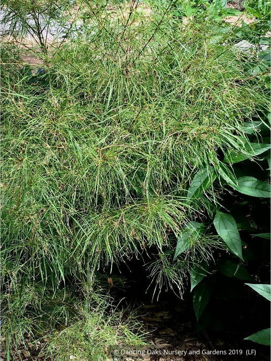 Trees ~ Acer palmatum 'Fairy Hair', Fairy Hair Japanese Maple ~ Dancing Oaks Nursery and Gardens ~ Retail Nursery ~ Mail Order Nursery