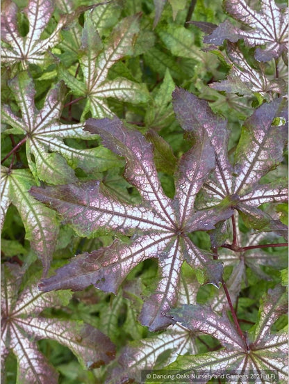 Trees ~ Acer palmatum 'Fred's Wild Dream', Japanese Maple ~ Dancing Oaks Nursery and Gardens ~ Retail Nursery ~ Mail Order Nursery