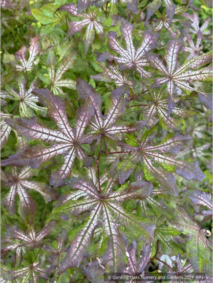 Trees ~ Acer palmatum 'Fred's Wild Dream', Japanese Maple ~ Dancing Oaks Nursery and Gardens ~ Retail Nursery ~ Mail Order Nursery