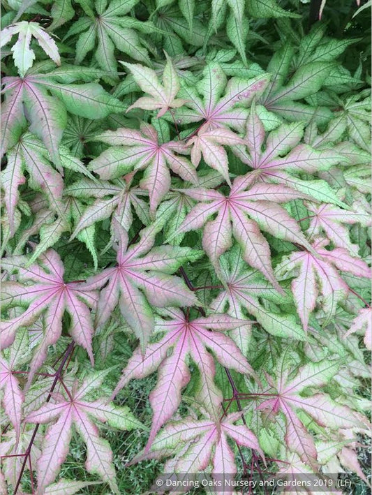 Trees ~ Acer palmatum 'Jubilee', Dwarf Japanese Maple ~ Dancing Oaks Nursery and Gardens ~ Retail Nursery ~ Mail Order Nursery