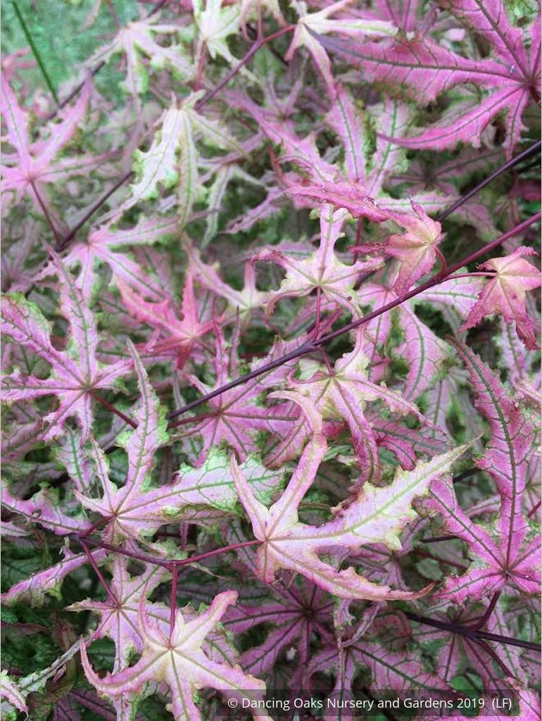Trees ~ Acer palmatum 'Jubilee', Dwarf Japanese Maple ~ Dancing Oaks Nursery and Gardens ~ Retail Nursery ~ Mail Order Nursery
