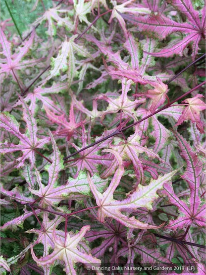 Trees ~ Acer palmatum 'Jubilee', Dwarf Japanese Maple ~ Dancing Oaks Nursery and Gardens ~ Retail Nursery ~ Mail Order Nursery