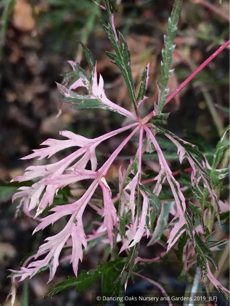 Trees ~ Acer palmatum 'Hana Matoi', Dissected Japanese Maple ~ Dancing Oaks Nursery and Gardens ~ Retail Nursery ~ Mail Order Nursery