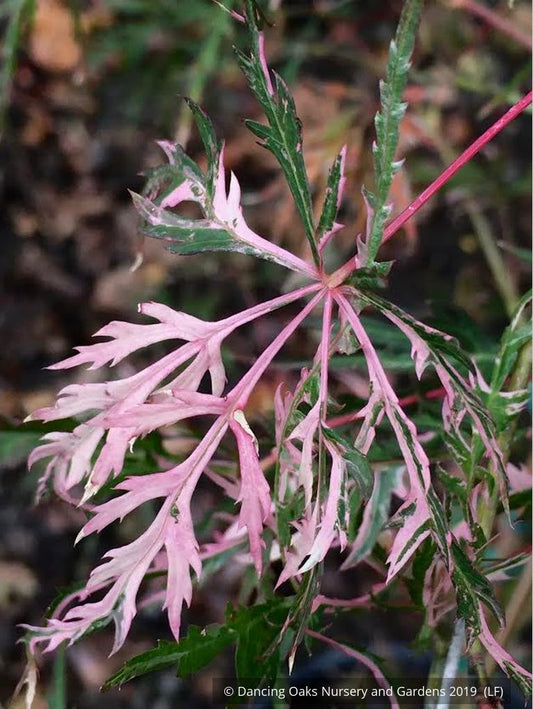 Trees ~ Acer palmatum 'Hana Matoi', Dissected Japanese Maple ~ Dancing Oaks Nursery and Gardens ~ Retail Nursery ~ Mail Order Nursery