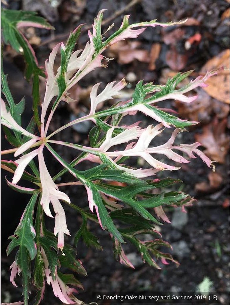 Trees ~ Acer palmatum 'Hana Matoi', Dissected Japanese Maple ~ Dancing Oaks Nursery and Gardens ~ Retail Nursery ~ Mail Order Nursery