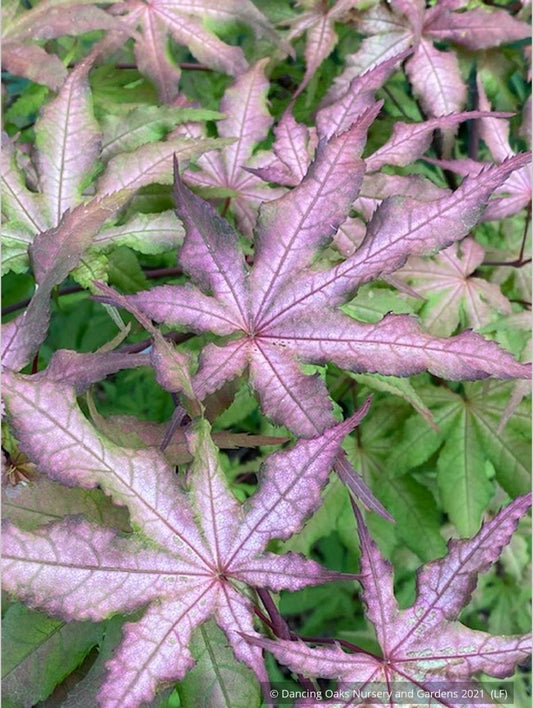Trees ~ Acer palmatum 'Pastel', Japanese Maple ~ Dancing Oaks Nursery and Gardens ~ Retail Nursery ~ Mail Order Nursery