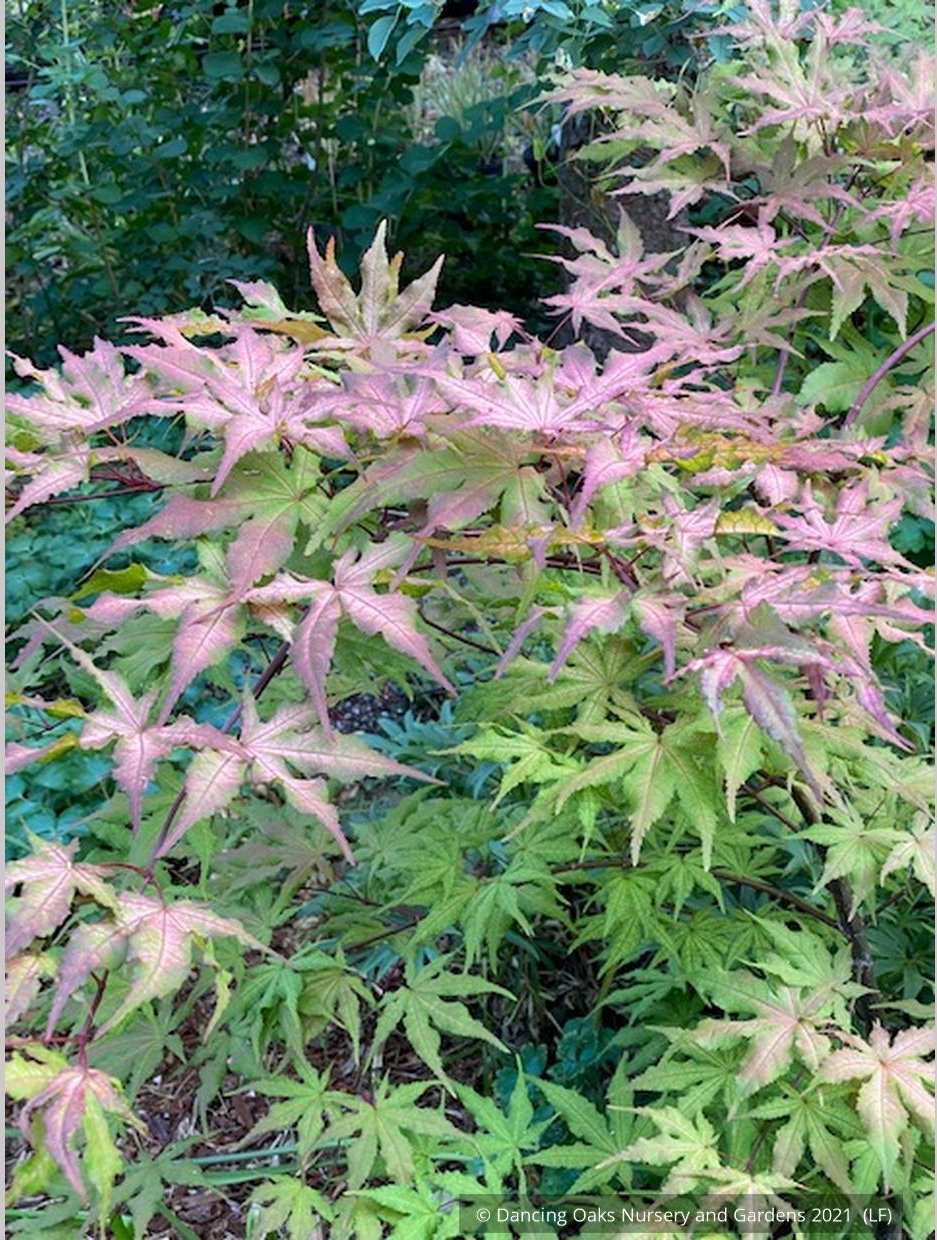 Trees ~ Acer palmatum 'Pastel', Japanese Maple ~ Dancing Oaks Nursery and Gardens ~ Retail Nursery ~ Mail Order Nursery