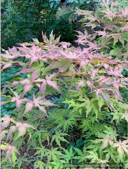 Trees ~ Acer palmatum 'Pastel', Japanese Maple ~ Dancing Oaks Nursery and Gardens ~ Retail Nursery ~ Mail Order Nursery
