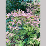 Trees ~ Acer palmatum 'Pastel', Japanese Maple ~ Dancing Oaks Nursery and Gardens ~ Retail Nursery ~ Mail Order Nursery