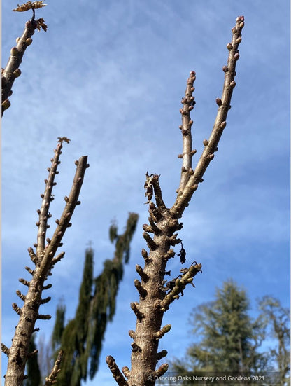 Acer platanoides 'Curly Lamp Post', Columnar Norway Maple, No shipping ME