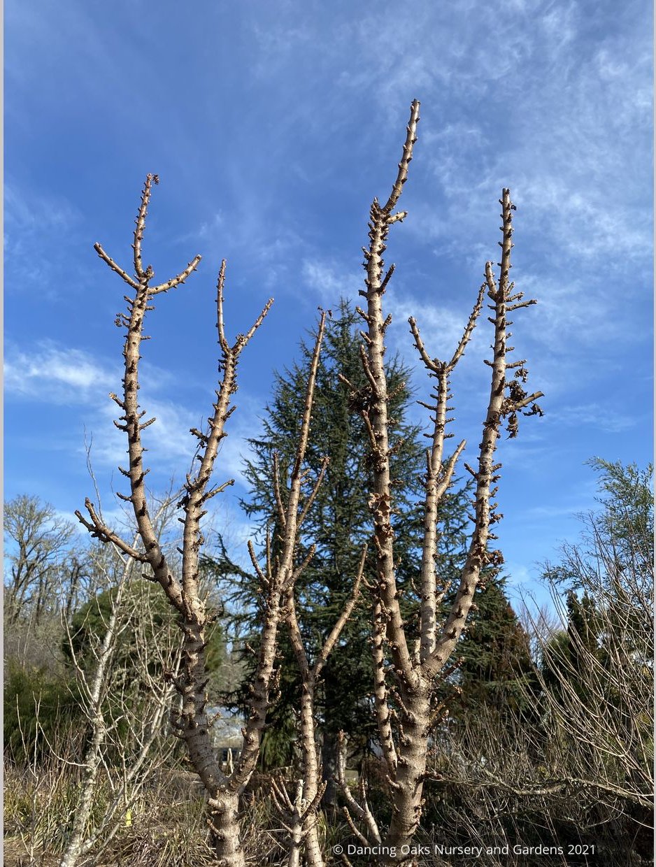 Acer platanoides 'Curly Lamp Post', Columnar Norway Maple, No shipping ME
