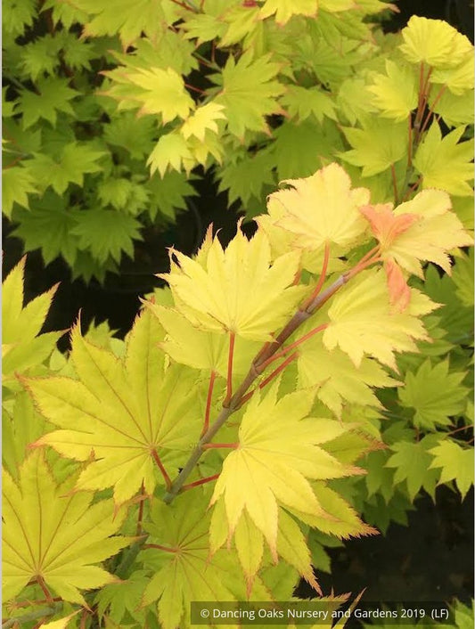 Trees ~ Acer shirasawanum 'Aureum', Golden Full Moon Maple ~ Dancing Oaks Nursery and Gardens ~ Retail Nursery ~ Mail Order Nursery