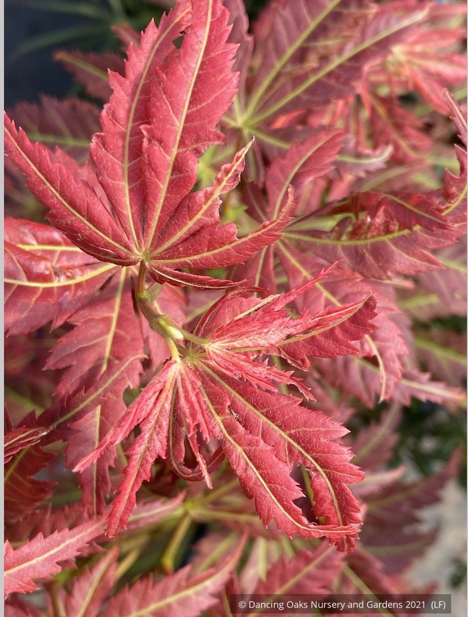 Trees ~ Acer shirasawanum 'Bronze Age', Japanese Maple ~ Dancing Oaks Nursery and Gardens ~ Retail Nursery ~ Mail Order Nursery