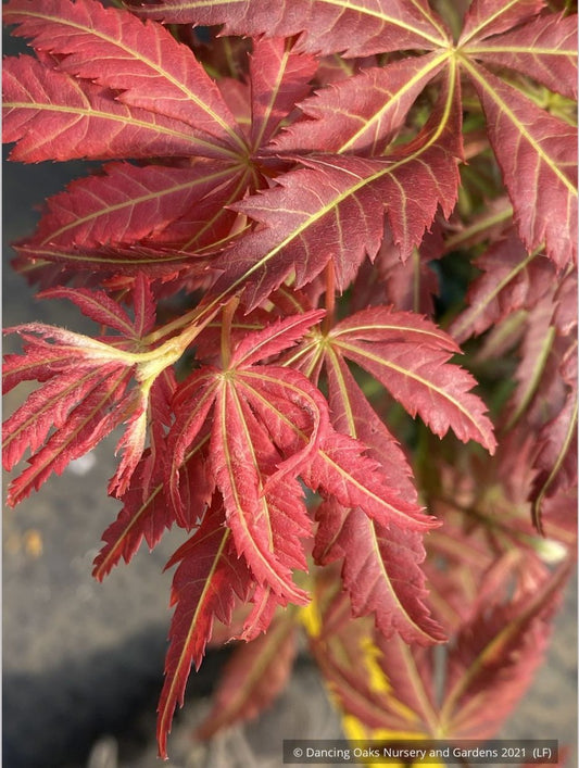 Trees ~ Acer shirasawanum 'Bronze Age', Japanese Maple ~ Dancing Oaks Nursery and Gardens ~ Retail Nursery ~ Mail Order Nursery