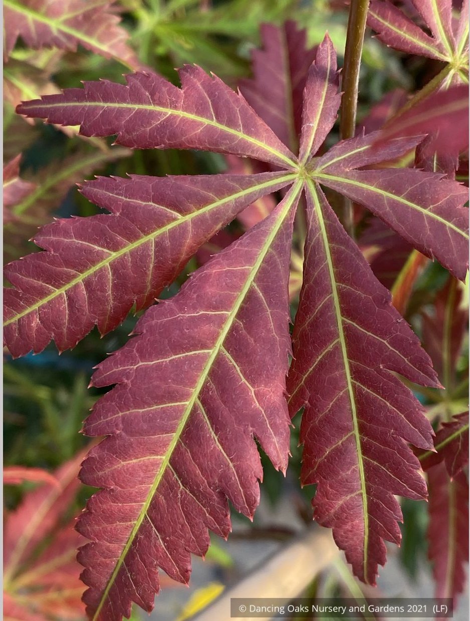 Trees ~ Acer shirasawanum 'Bronze Age', Japanese Maple ~ Dancing Oaks Nursery and Gardens ~ Retail Nursery ~ Mail Order Nursery