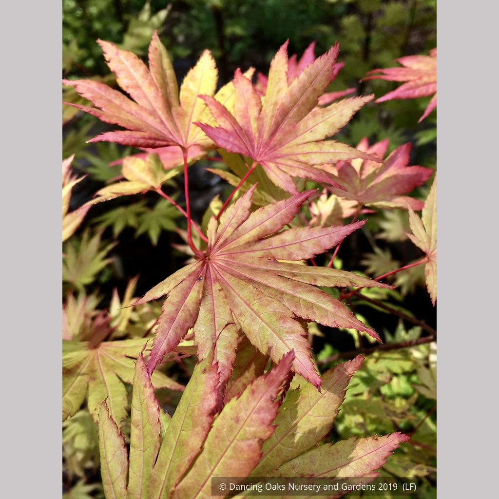 Acer shirasawanum Moonrise™ 'Munn 001', Shirasawa Maple/Full