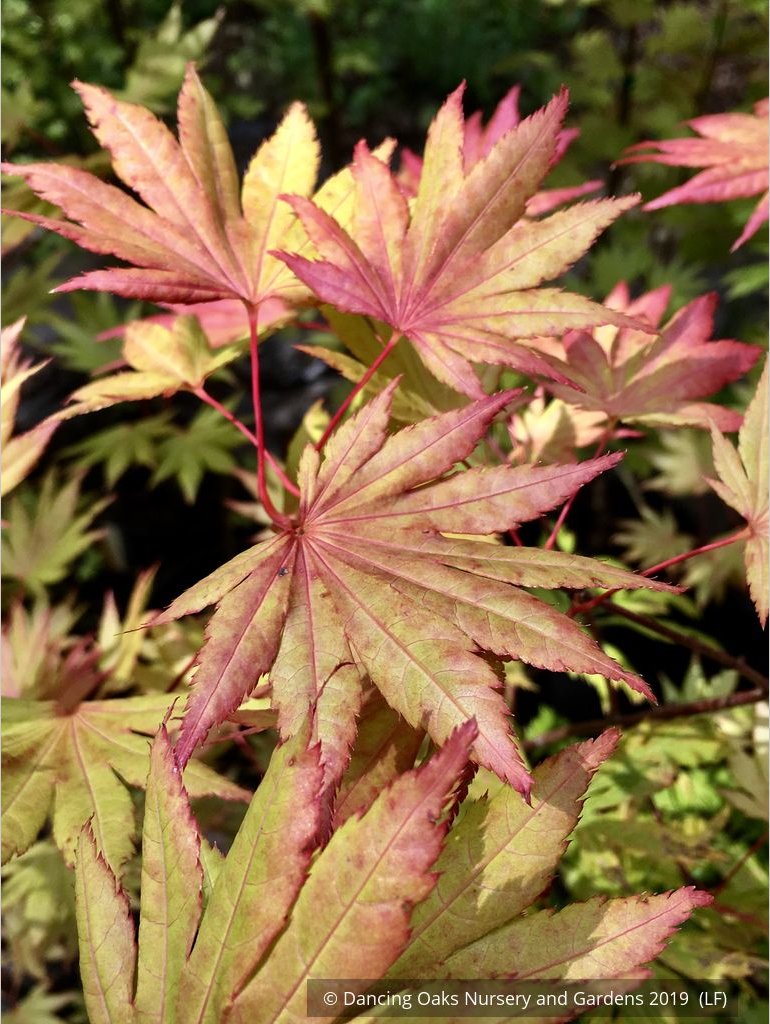 Trees ~ Acer shirasawanum Moonrise™ 'Munn 001', Shirasawa Maple/Full Moon Maple ~ Dancing Oaks Nursery and Gardens ~ Retail Nursery ~ Mail Order Nursery