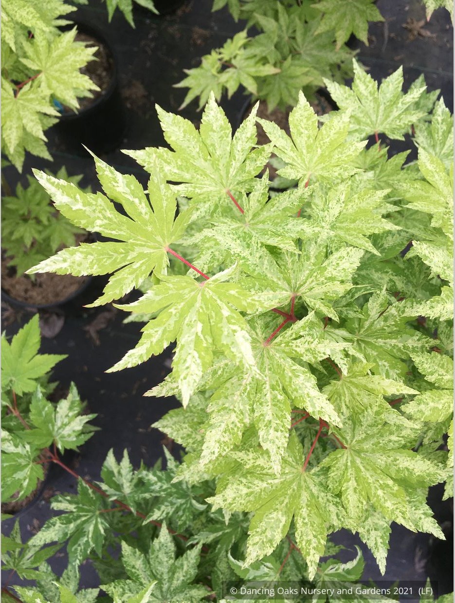 Trees ~ Acer sieboldianum 'Kumoi nishiki', Siebold Maple ~ Dancing Oaks Nursery and Gardens ~ Retail Nursery ~ Mail Order Nursery