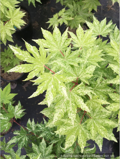 Trees ~ Acer sieboldianum 'Kumoi nishiki', Siebold Maple ~ Dancing Oaks Nursery and Gardens ~ Retail Nursery ~ Mail Order Nursery