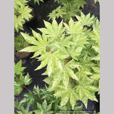 Trees ~ Acer sieboldianum 'Kumoi nishiki', Siebold Maple ~ Dancing Oaks Nursery and Gardens ~ Retail Nursery ~ Mail Order Nursery